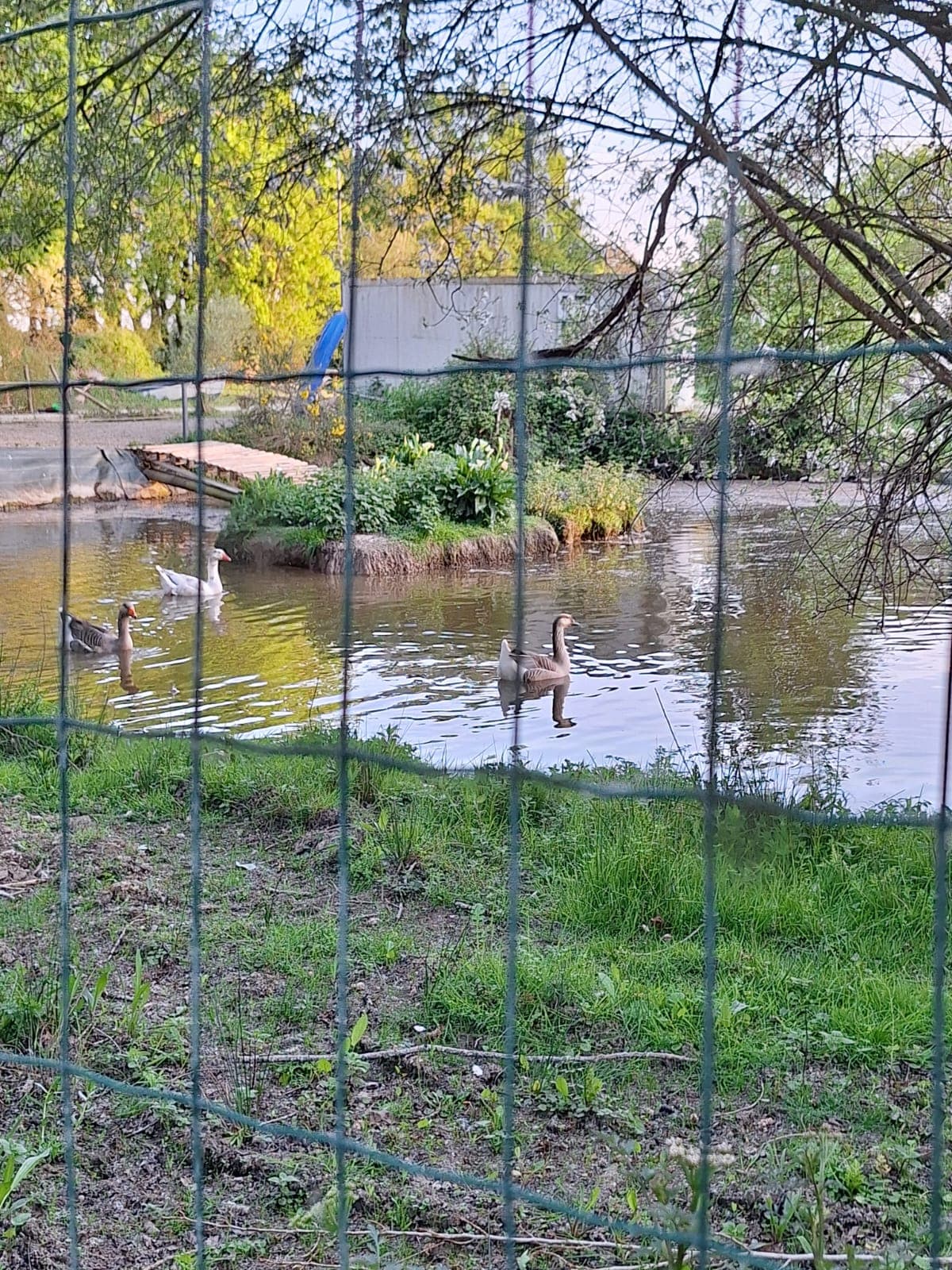 Étang et canards dans le cadre du mini-golf